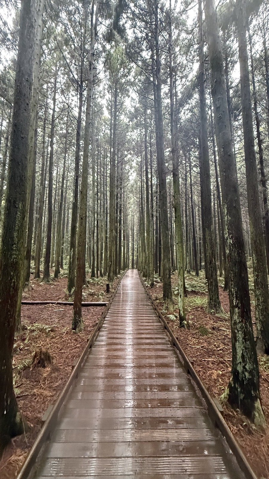 A slow forest walk on Jeju